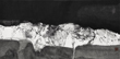 a19